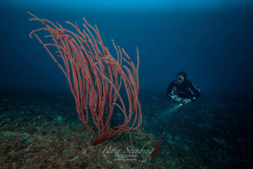 Picture 14 for Activity Scuba Diving in Boracay: SSI Basic Diver for Beginners 4