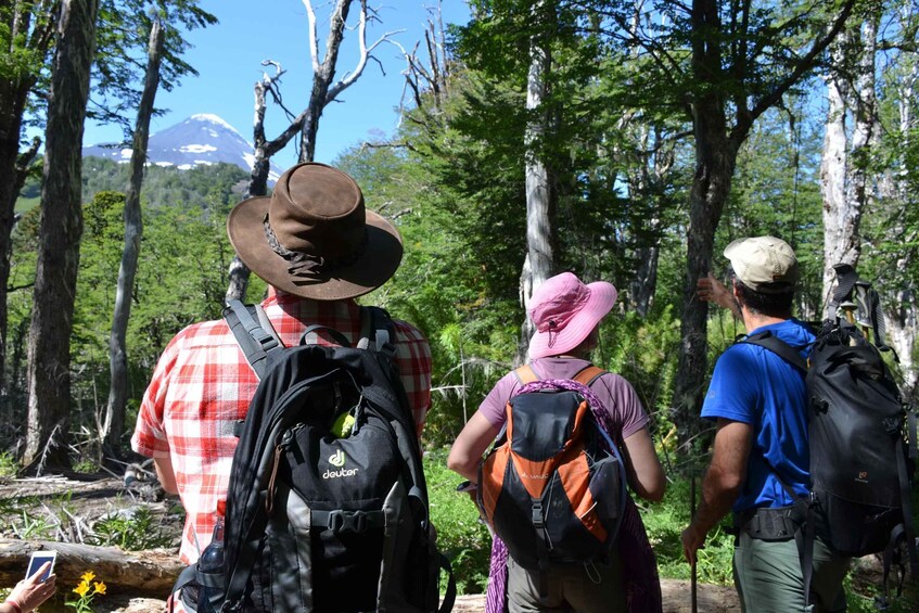 Picture 6 for Activity Pucón: Andean Lakes & Araucaria Forest Full-Day Hike 2