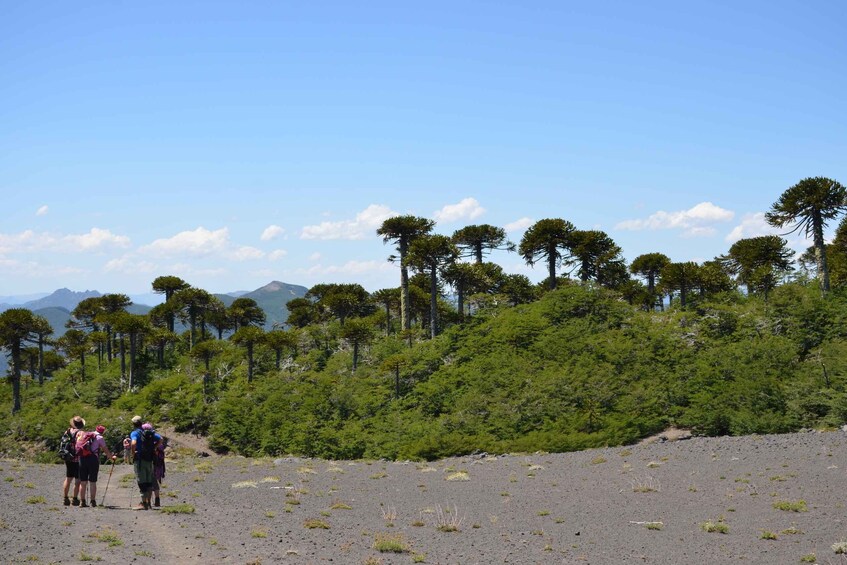 Pucón: Andean Lakes & Araucaria Forest Full-Day Hike 1
