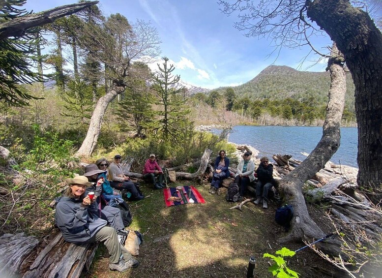 Picture 7 for Activity Pucón: Andean Lakes & Araucaria Forest Full-Day Hike 5