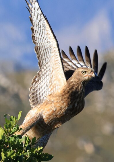 A bird of prey in flight with outstretched wings, perched on a branch. 5