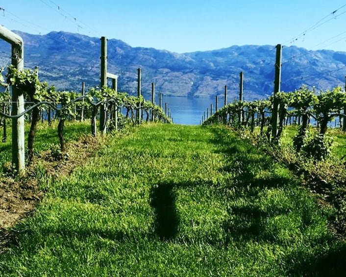 Picture 2 for Activity From Toronto: Niagara Wine Tours 2