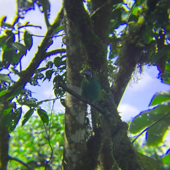 A toucan perched on a tree branch in a lush forest. 5