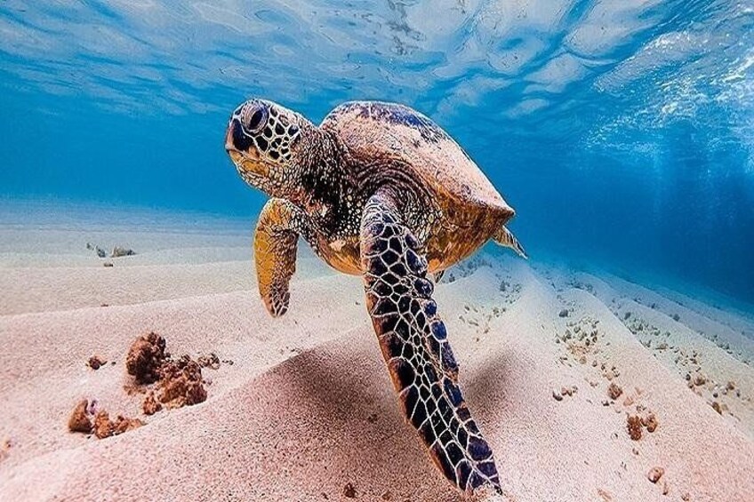 Oahu Grand Circle Island Experience from Waikiki 2