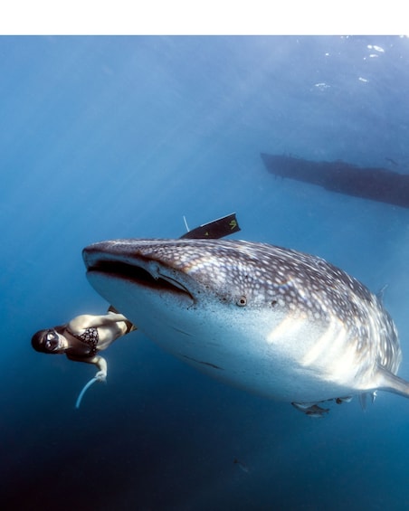 Cebu: Oslob Whaleshark Experience with Priority Line 1