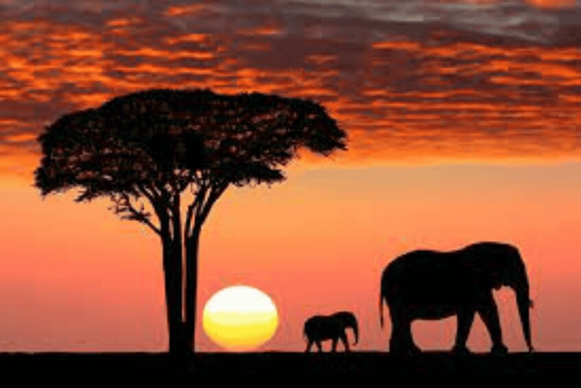 Picture 3 for Activity 4 Day Private Tour From Lusaka - Zambia, Zimbabwe, Botswana 5