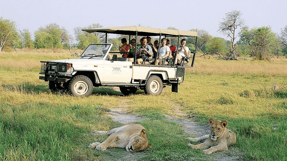 A safari vehicle with passengers observing lions resting on the ground. 1