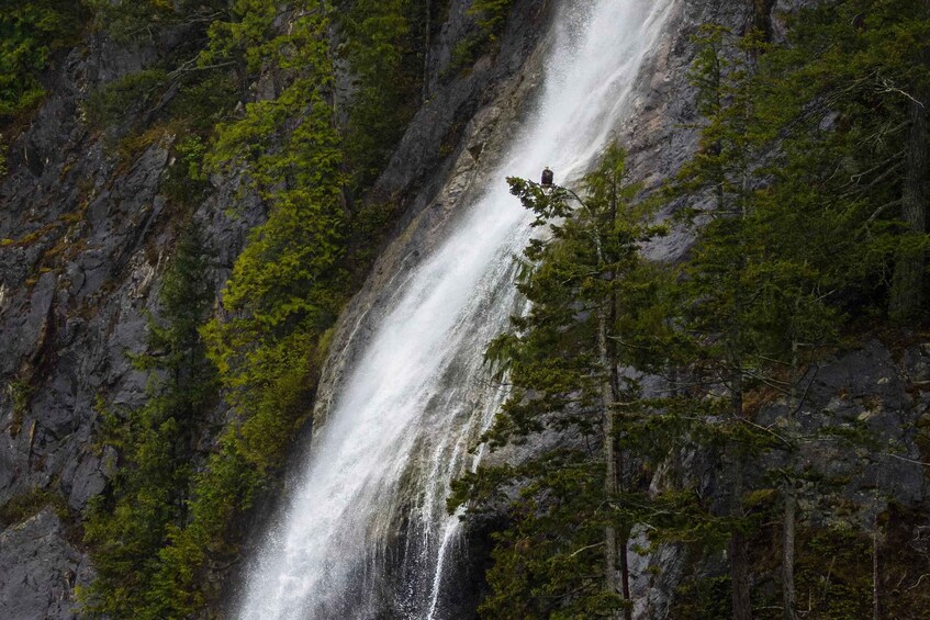 Picture 4 for Activity Campbell River: Spring Bear Watching & Waterfalls Boat Tour 3