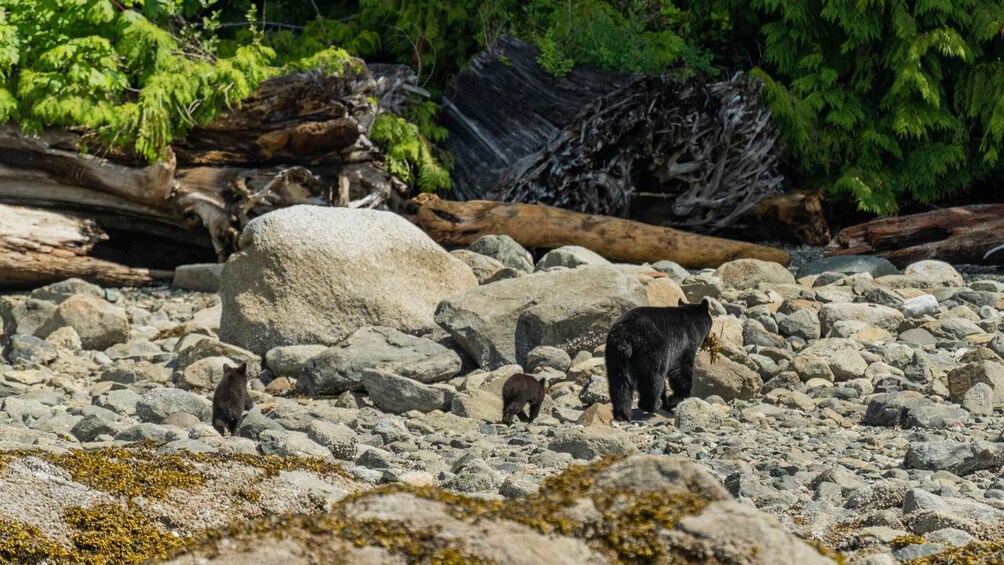 Picture 5 for Activity Campbell River: Spring Bear Watching & Waterfalls Boat Tour 2