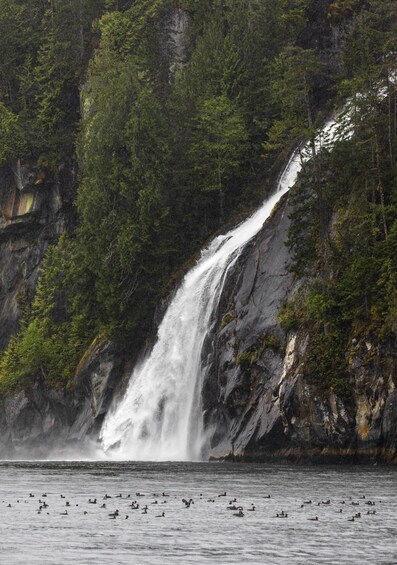 Picture 10 for Activity Campbell River: Spring Bear Watching & Waterfalls Boat Tour 4