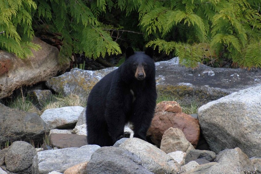 Campbell River: Spring Bear Watching & Waterfalls Boat Tour 1