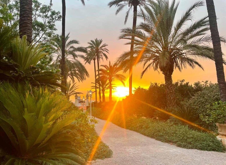 Un coucher de soleil avec des palmiers et un sentier. 5