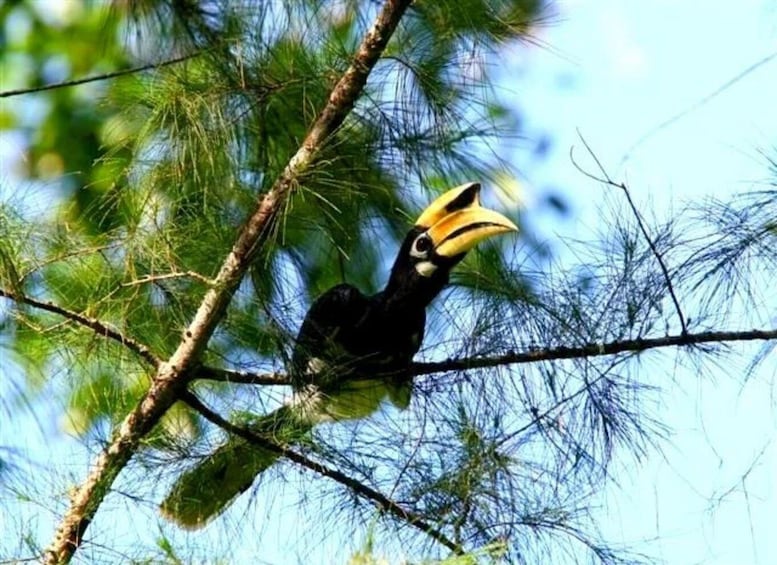 Langkawi Rainforest After Dark 1
