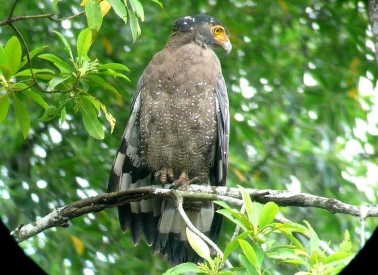 Picture 14 for Activity Langkawi Rainforest After Dark 4