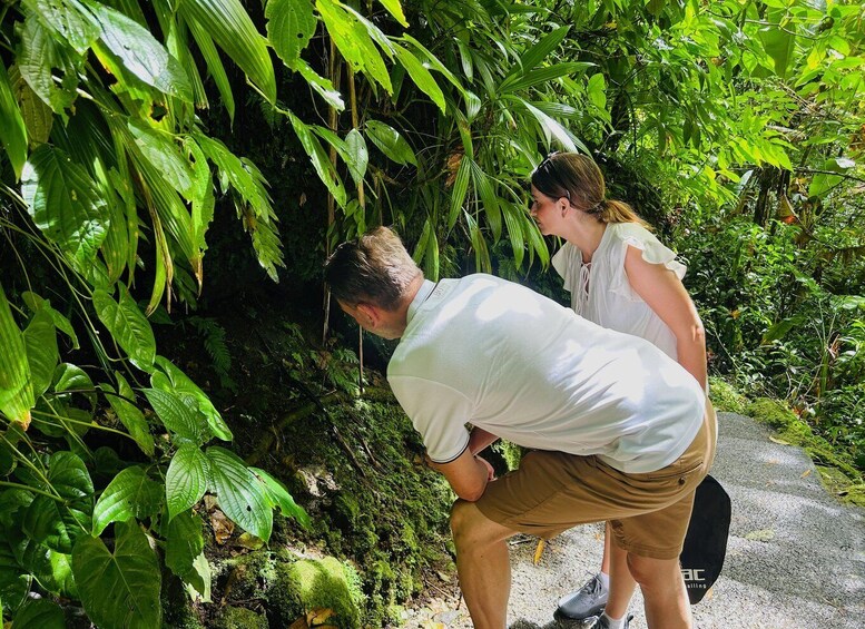 Picture 7 for Activity Dominica Adventure Tour: Falls, Gorge & Sea Views 5