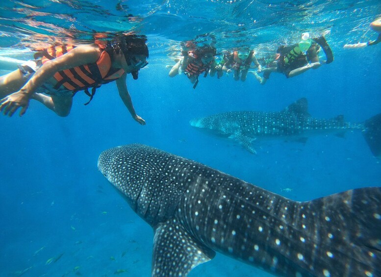 Cebu: Whale Shark Swimming and Kawasan Canyoneering Tour 2