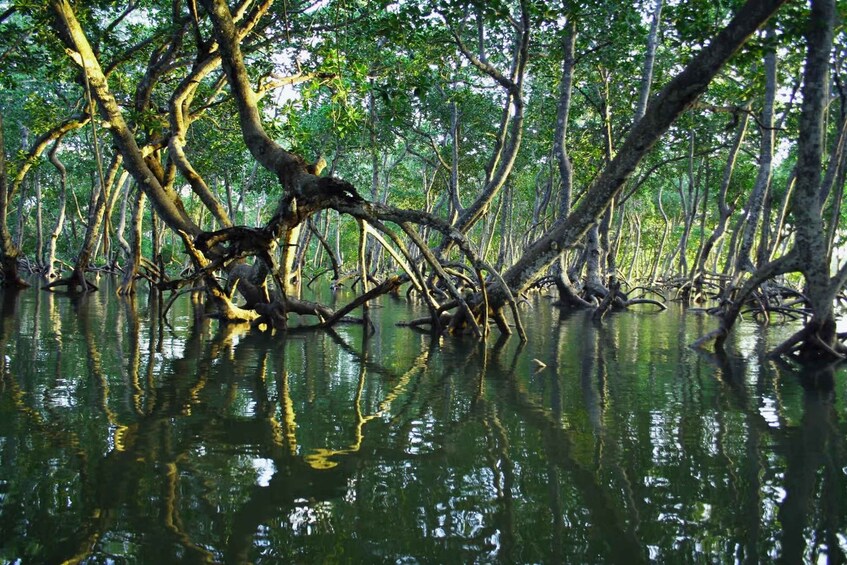 A mangrove forest with dense tree roots in water. 1