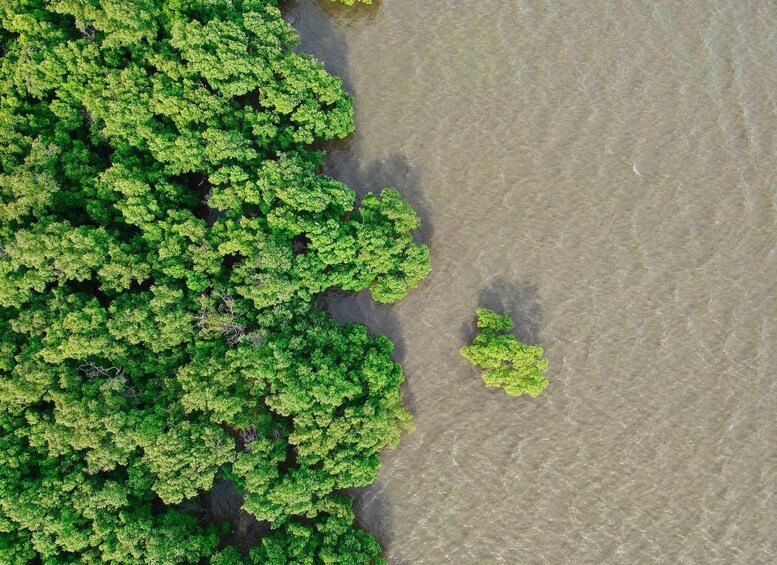 Ein dichter, grüner Wald neben einem Fluss. 5