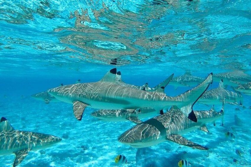 Bora Bora Combo group tour full day snorkeling + motu lunch + jet ski 3