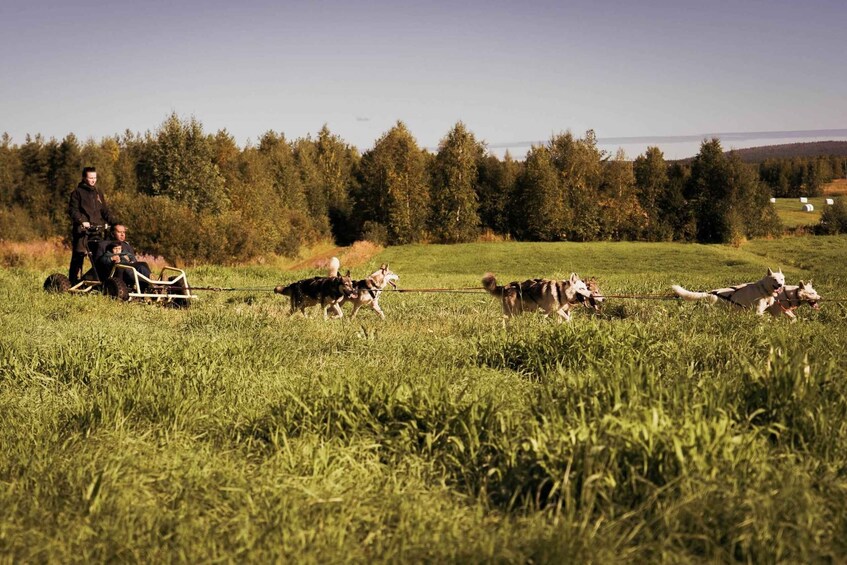 Henkilö vetää koirien vetämää rekeä ruohikkoisella pellolla, taustalla näkyy puita. 2
