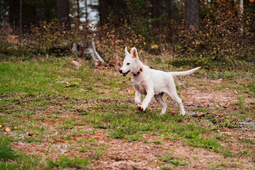 Valkoinen koira juoksee ruohikkoisella polulla, jonka ympärillä on puita. 3