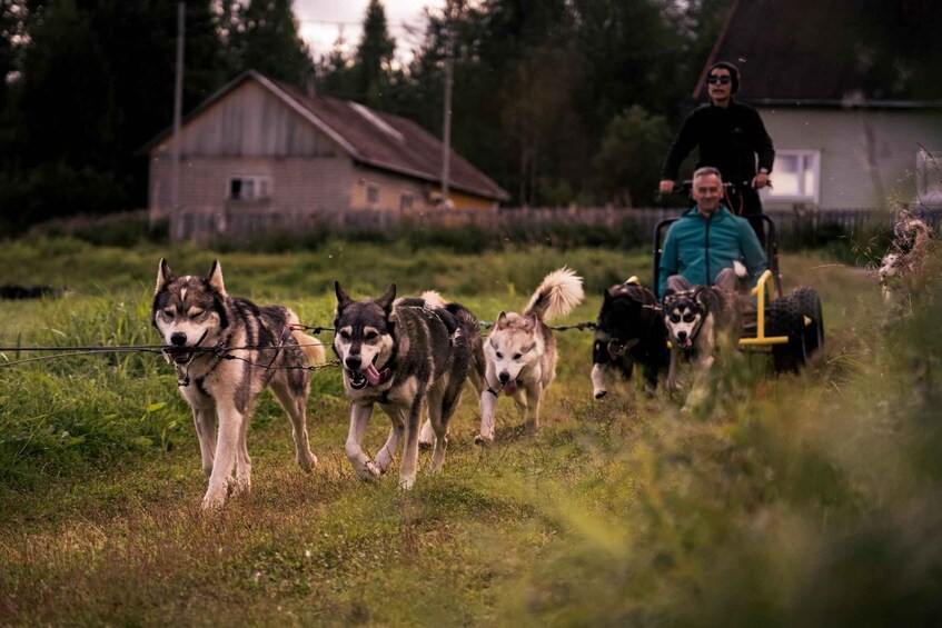 Ryhmä vetokoiria vetää rekeä, jossa on pyörätuolissa istuva henkilö. 5