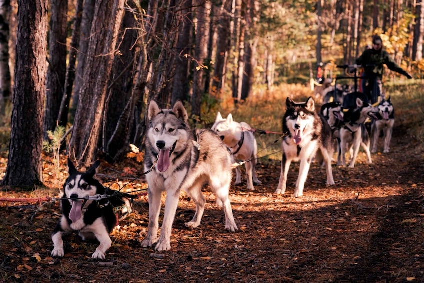 Ryhmä vetokoiria metsässä. 4