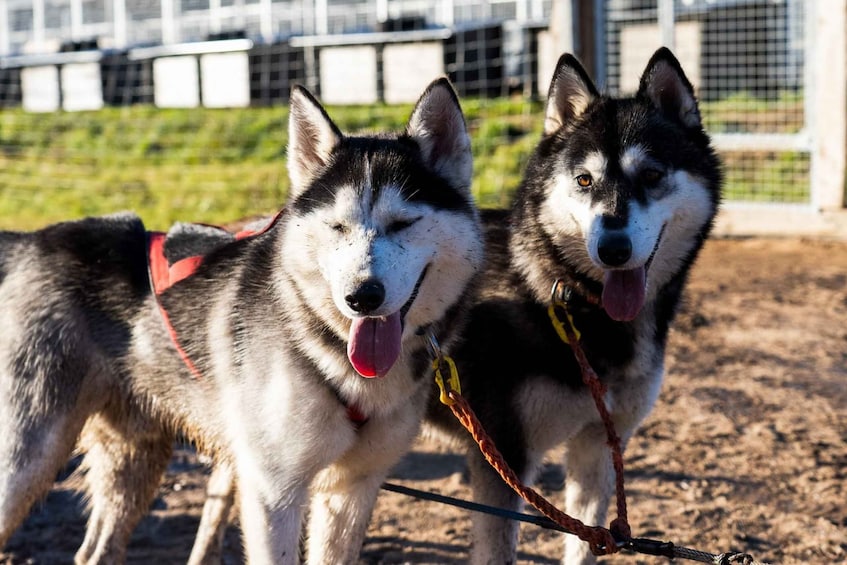 Kaksi valjaita käyttävää husky-koiraa seisoo maaperällä. 1