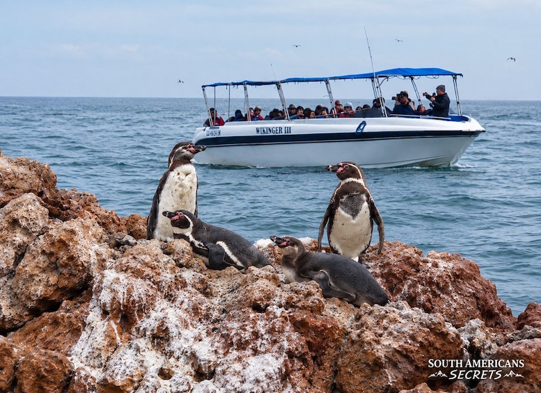 Picture 2 for Activity Ballestas Islands & Candelabra Boat Tour 2