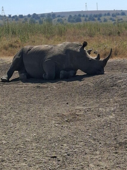 A rhinoceros lying on the ground in a dry, open landscape with sparse vegetation and distant power lines. 2
