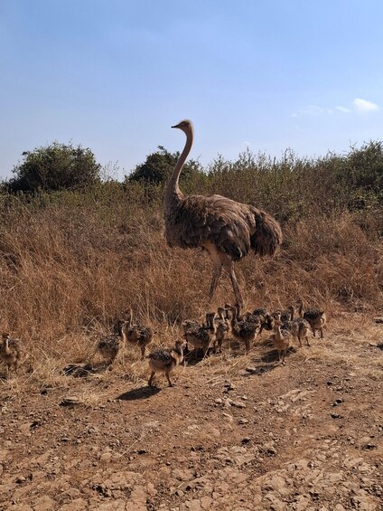 An ostrich with its chicks in a dry, rocky terrain with sparse vegetation. 3