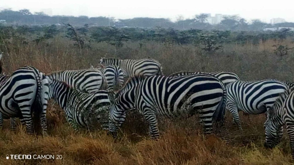 A herd of zebras grazing in a field with dry grass and sparse trees in the background. 4