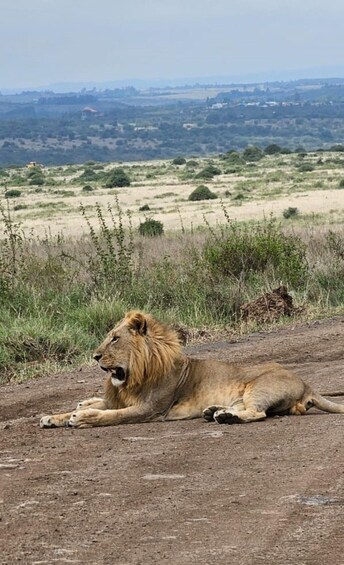 A lion lying on a dirt path with a grassy field and distant hills in the background. 1