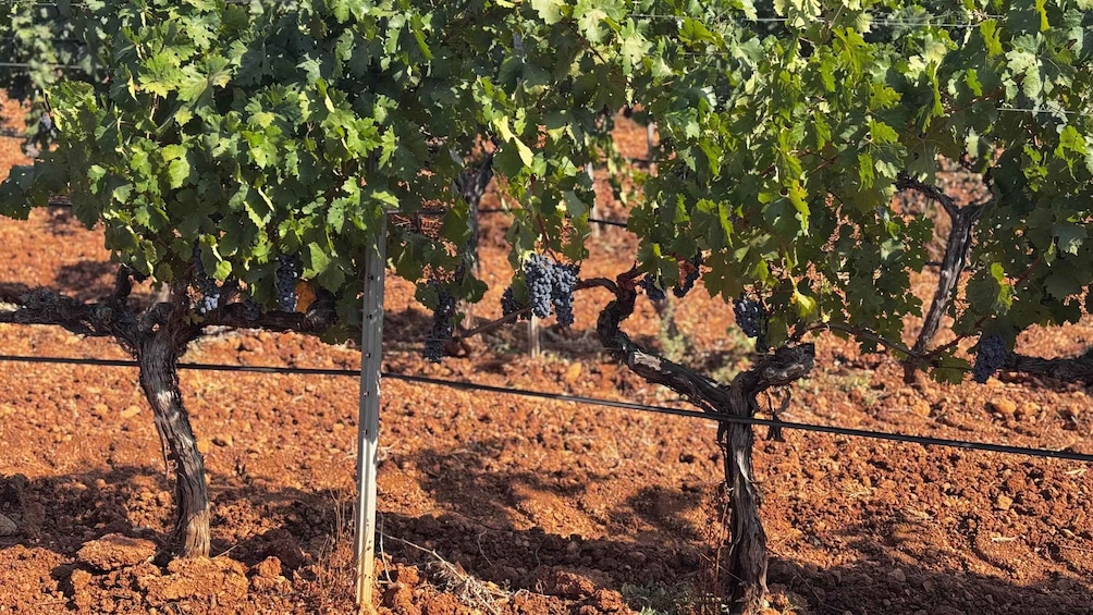 Picture 10 for Activity Family Winery Tour & Tasting with Tramuntana Mountain Views 5