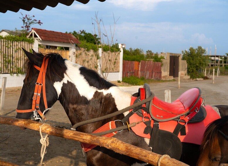 Picture 11 for Activity Cartagena: Horse Riding on the Beach with Photos and Lunch 4