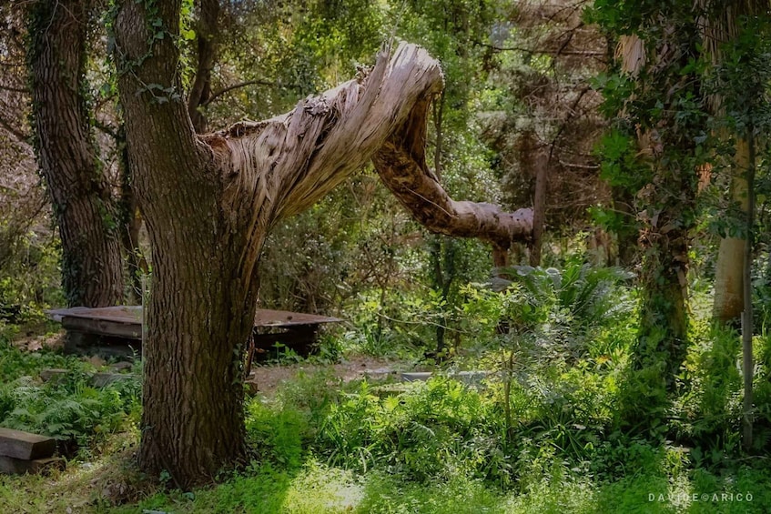 A forest with a large, twisted tree trunk and a wooden bench. 2