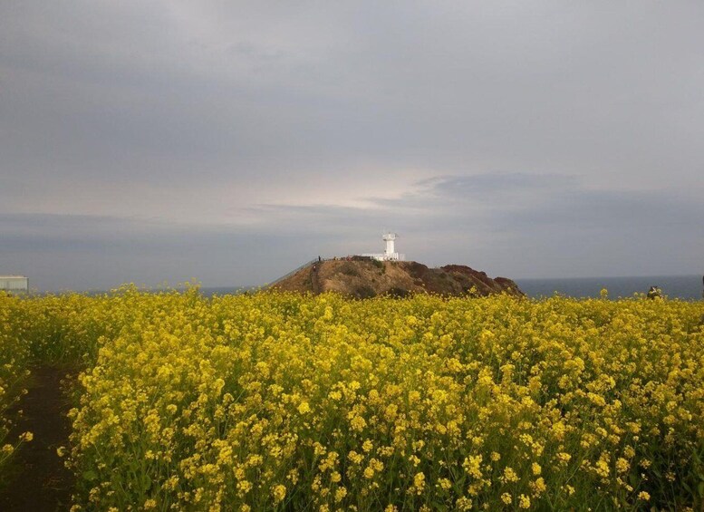 A lighthouse on a hill surrounded by a field of yellow flowers. 4