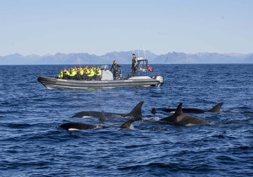 Picture 5 for Activity From Svolvær: Whale Watching Day Trip to Andenes 1