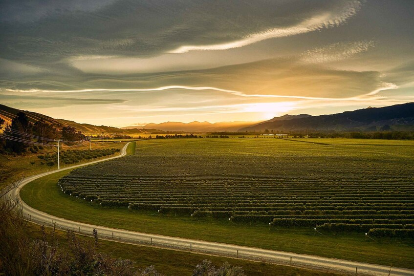A vast agricultural field with rows of crops, a winding road, and distant mountains under a cloudy sky. 5