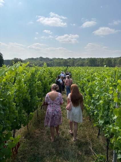 Picture 23 for Activity From Brighton: Sussex Wine Tour on a Vintage Bus with Lunch 4