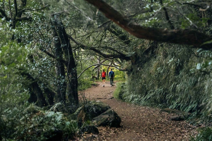 Sentiero escursionistico immerso nel verde, con fitta vegetazione e un percorso sterrato. 5