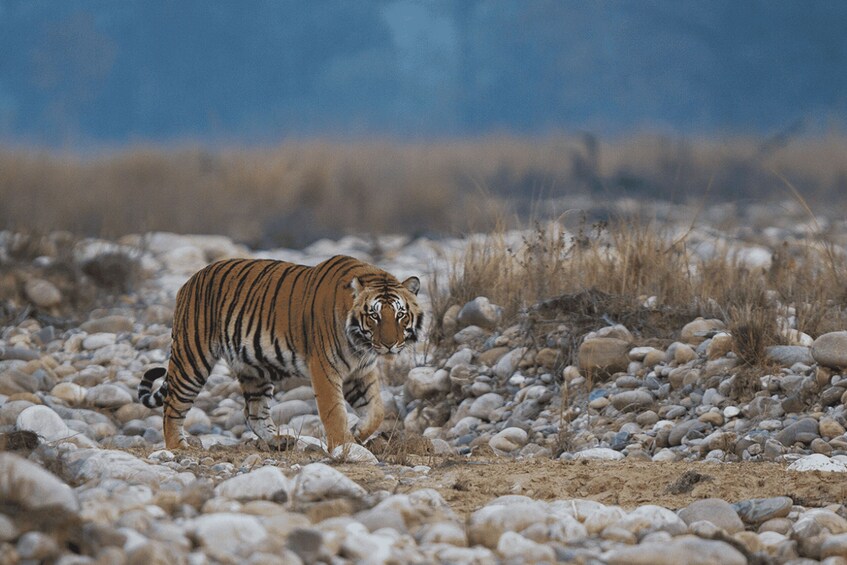 A tiger walking on a rocky terrain. 1