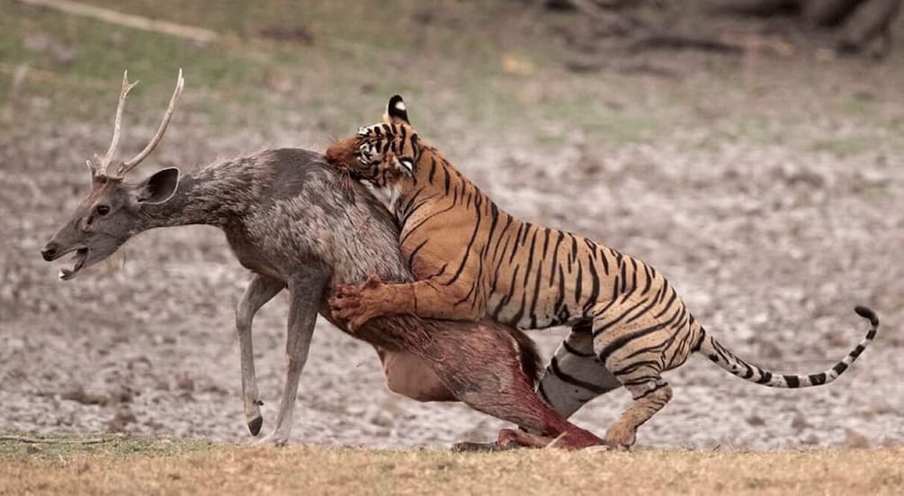 Picture 58 for Activity 06 Days Golden Triangle Tour with Ranthambore Safari 2