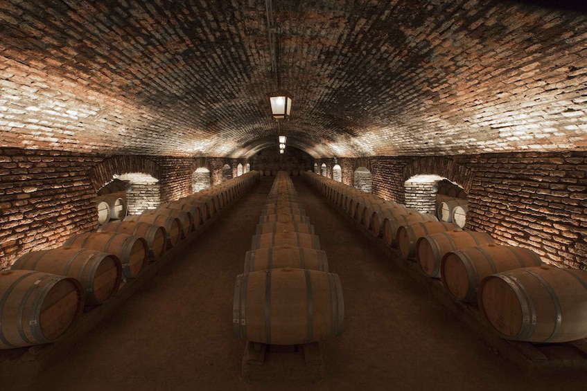 Picture 7 for Activity Santiago: New Concha y Toro Winery Experience Tour 3