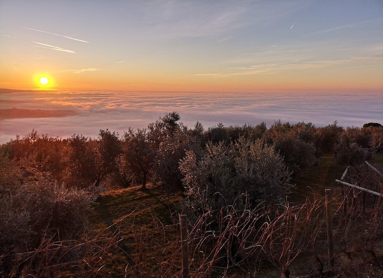 Picture 1 for Activity Fumane: Olive oil tasting on the hills of Valpolicella 2
