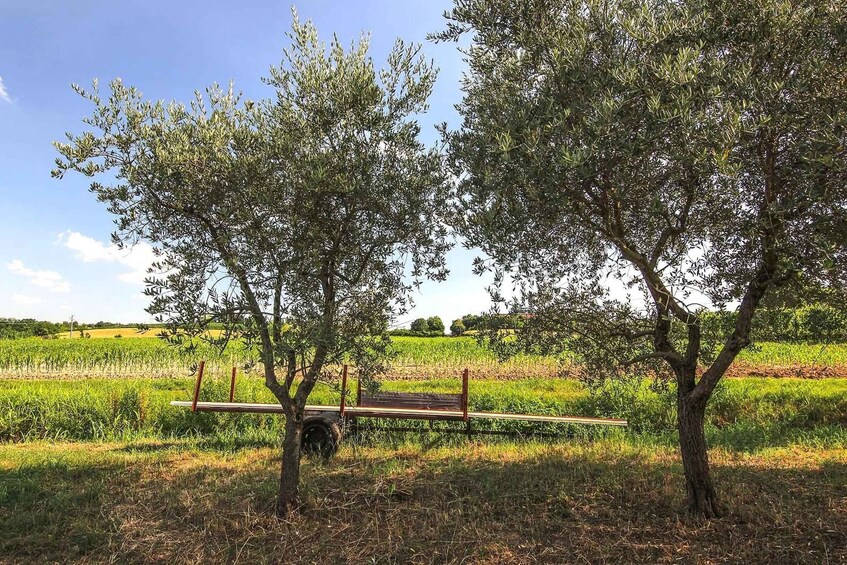 Un paysage rural avec deux arbres, un banc en bois et un champ en arrière-plan. 4