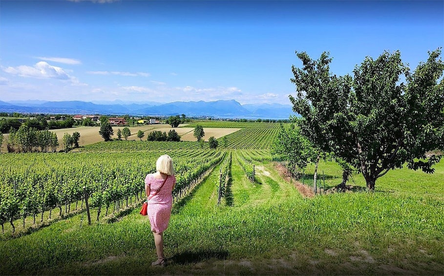 Lugana: Vineyards Tour and Lugana Wine Tasting 1