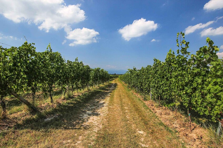 Un vignoble où s'étendent des rangées de vignes sous un ciel bleu dégagé. 3