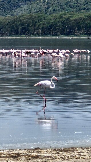 Picture 51 for Activity Nairobi: Group joining day trip to Lake Nakuru 3