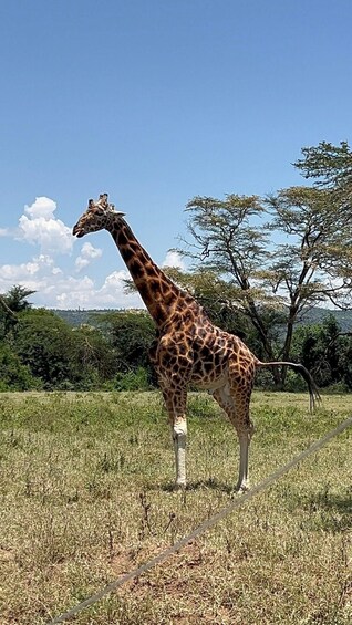 Picture 59 for Activity Nairobi: Group joining day trip to Lake Nakuru 2